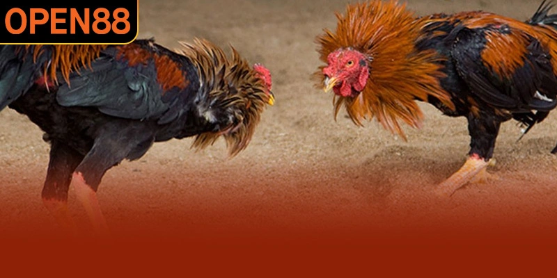 Các thể loại thi đấu về đá gà đòn hấp dẫn nhất hiện nay