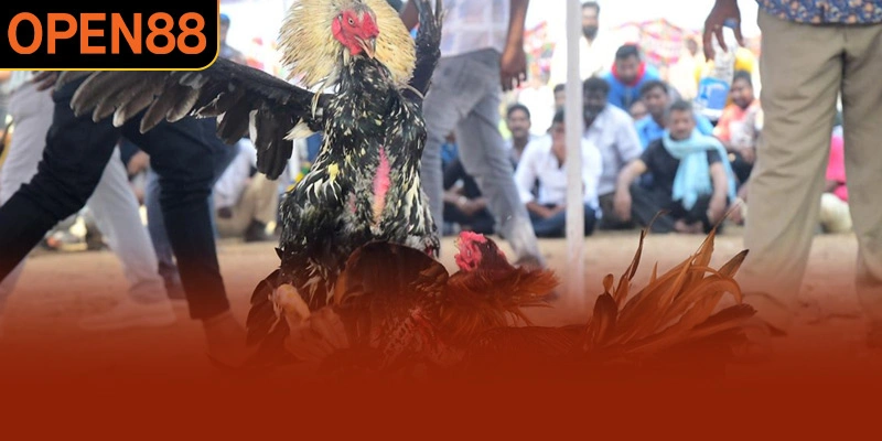 Các hình thức đá gà OPEN88 mà bạn không nên bỏ lỡ