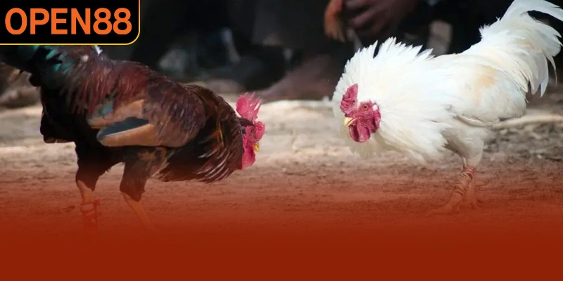 Những yếu tố tạo nên sức hút của đá gà OPEN88